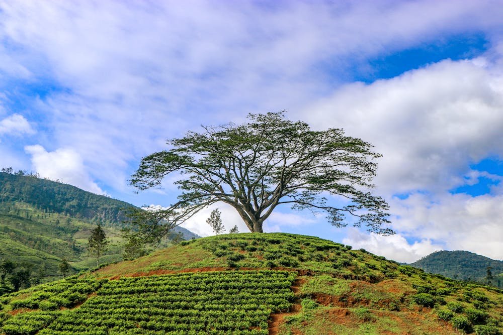 Tea Estates